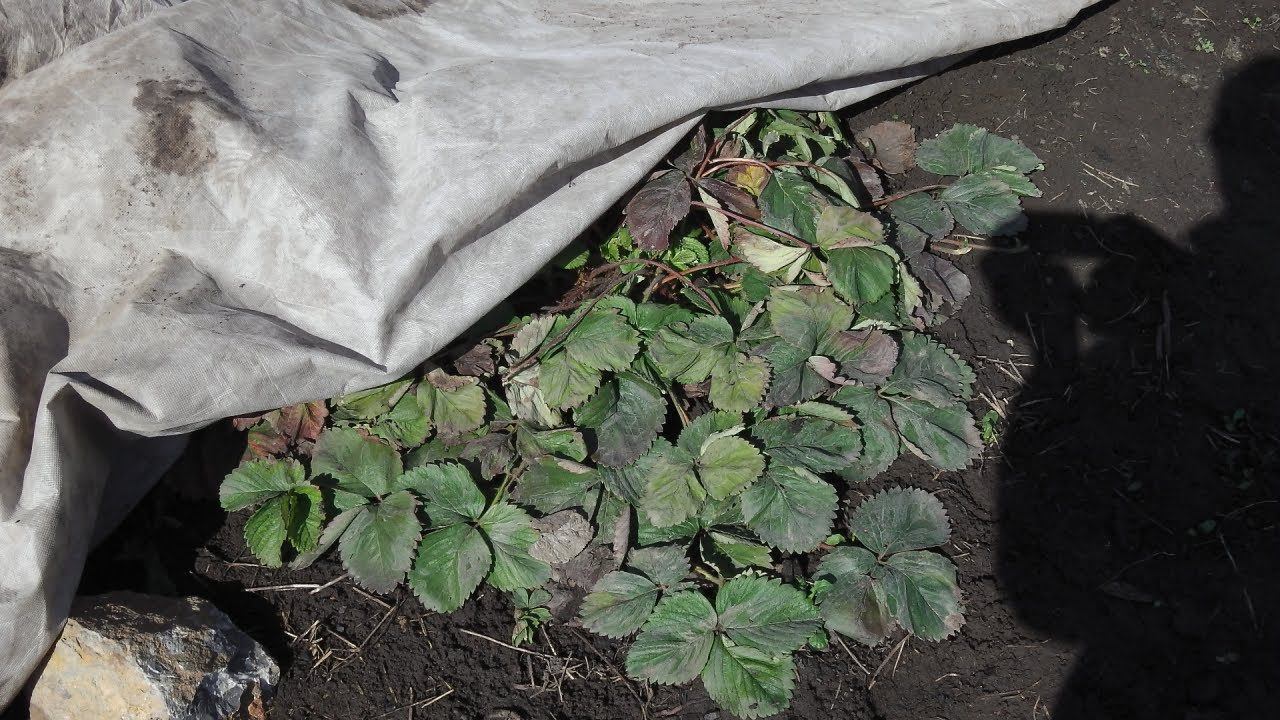 ВИДЕООБЗОР КЛУБНИКИ . КАК КЛУБНИКА ВЫШЛА ИЗ ЗИМЫ СЕЗОН 2021Г смотреть онлайн