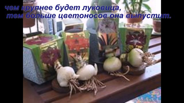 Хобби.Покупка и хранение луковиц гиппеаструма смотреть онлайн