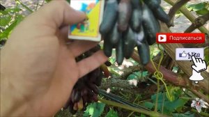 Супер НОВИНКА – Виноград АВАТАР!