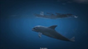 GTA 5 - Играем за ДЕЛЬФИНА [Ищем Лофофоры с животными]