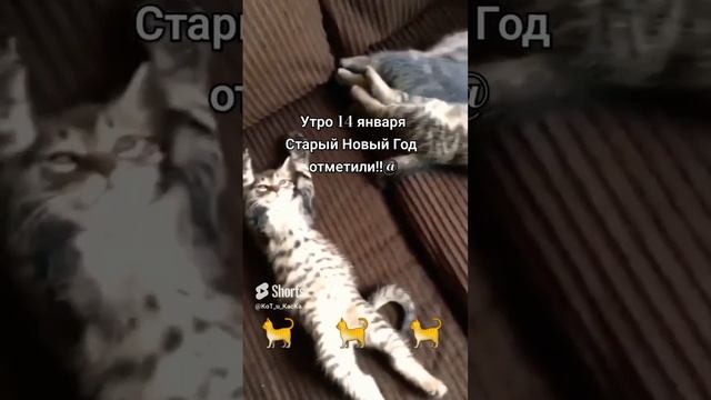 Три кота смотреть онлайн