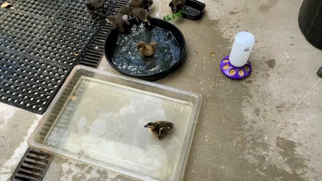 A Easter Story Told By Maynard Keenan | Pusifer TooL A Perfect Circle смотреть онлайн