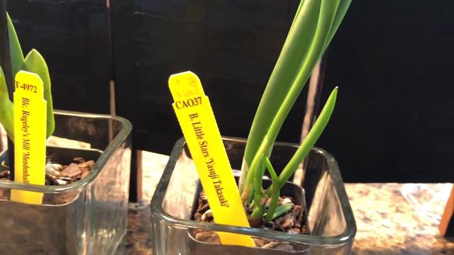 New Cattleya Seedlings смотреть онлайн