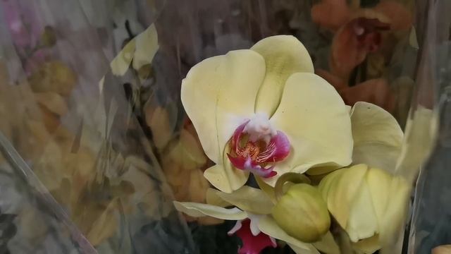 Вот это завоз!!! Море орхидей в магазине Леруа Мерлен г. Омск. смотреть онлайн