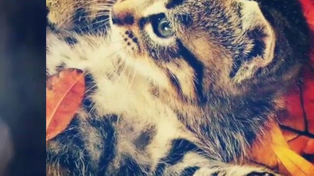 Мои любимые животные смотреть онлайн