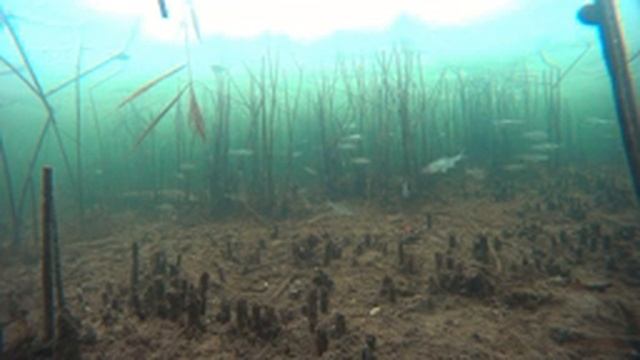 Подледное видео.