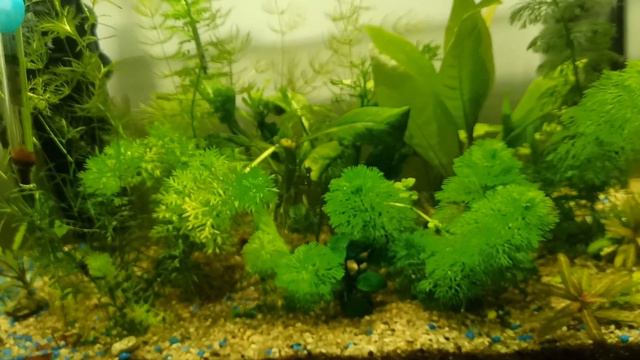 Водоросли отступают. Как мне кажется 😏 смотреть онлайн