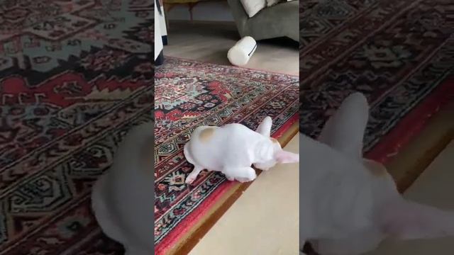 Мультик Елисеевич и дружок Кокос с приветом из нового дома г.Сочи выпускник чихуахуа Кастропуло смотреть онлайн