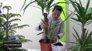 Юкка уход в домашних условиях / растение юкка