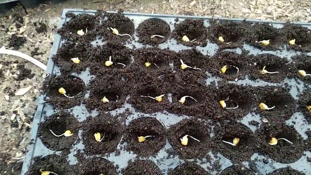 Посадка кукурузы. смотреть онлайн