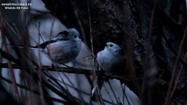 Aegithalos caudatus (Long-tailed tit, Длиннохвостая синица,) April, Moscow, 04.04.2015 смотреть онлайн