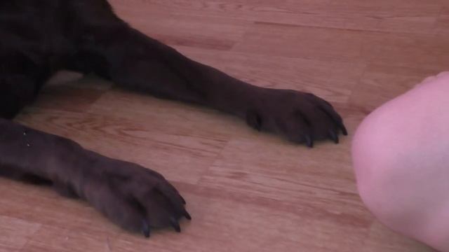 Лабрадор Приступ смотреть онлайн