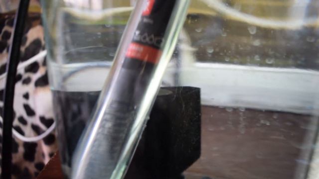 Разведение личинки Макробрахиум Розенберг в бутыльке смотреть онлайн