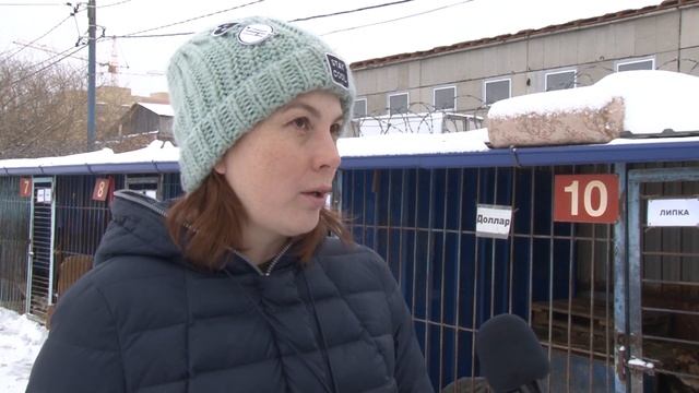 Как вести себя при встрече с бродячей собакой? смотреть онлайн