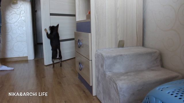 Учим собаку команде ТАЧ + учим закрывать дверь смотреть онлайн