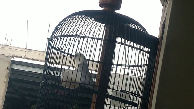 LOVEBIRD BABY BLUE ICE смотреть онлайн