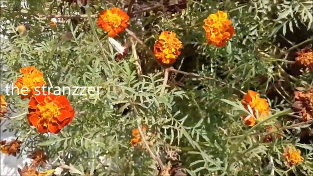 MARIGOLD SEEDS смотреть онлайн