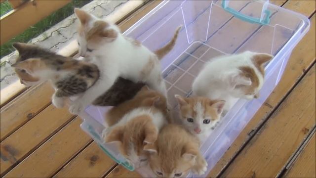 Kittens meowing (too much cuteness) - All talking at the same time! смотреть онлайн