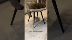 Пушистый влог Гуччи кэт т леди Шкоды