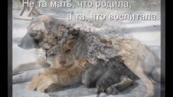 Х.З. - Кошку забыли..