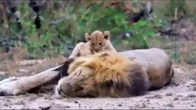 Кто осмелился потревожить льва? #lions #animals #львы #львята смотреть онлайн
