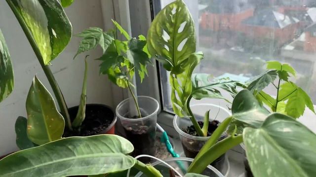 ЦВЕТОЧНЫЙ ВЛОГ || Обзор коллекции в сентябре | Комнатные растения смотреть онлайн