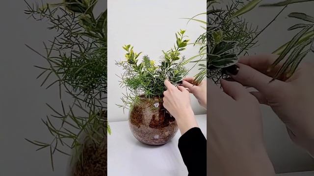 Формируем кустик, Эонимус Джапоникус и Аспарагус Шпренгера. смотреть онлайн