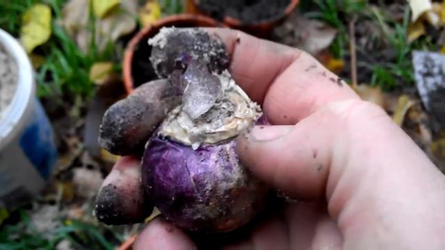 Выгонка луковичных цветов в зимний период. Гиацинты, первоцветы, нарциссы и прочие. смотреть онлайн