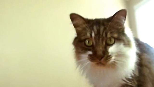 Game of War: Cats! смотреть онлайн