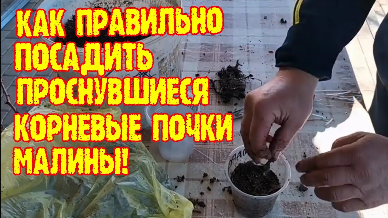 Корневые почки малины! Как правильно посадить корневые почки малины! Размножение малины! смотреть онлайн