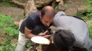 ЭТО ЖЕ МОЙ ГРИБ Я ЕГО ЕМ МЕМ