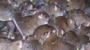 Как избавиться от крыс.Как избавиться от крыс в доме