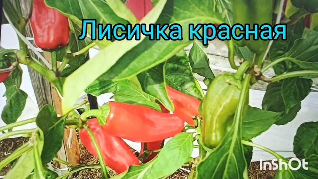 Сладкий перец на сезон 2022 года для открытого грунта. смотреть онлайн