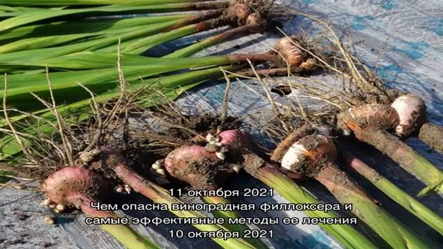 Когда выкопать луковицы тюльпанов, чтобы сохранить красивое цветение