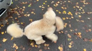 Фуэте в исполнении пуделя! Денди крутит фуэте!