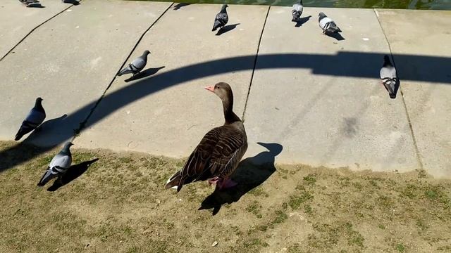 Релакс-видео. Уточки, голуби, гуси и другие в парке весной. смотреть онлайн