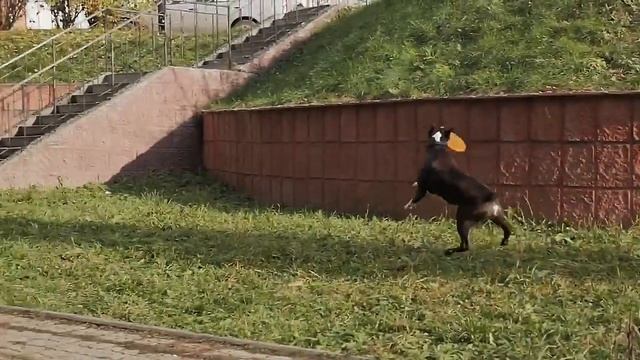 Немецкий боксер. Умница Яшма смотреть онлайн