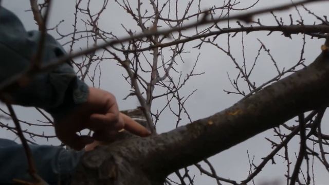 I 4 Прививка Сливы Алычи Дрелью Итальянская на Ствол Дерева Grafting Plum with DRILL 20210324 смотреть онлайн