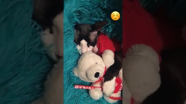 Амадей, Мой кот-обормот спит, мимишный кот, сфинкс, сфинкс спит смотреть онлайн