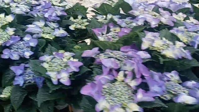 lacecap blue Hydrangea смотреть онлайн