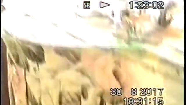 Кошачьи глаза VHS смотреть онлайн