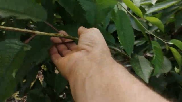 Черешня Крупноплодная. 27 мая 2023. смотреть онлайн