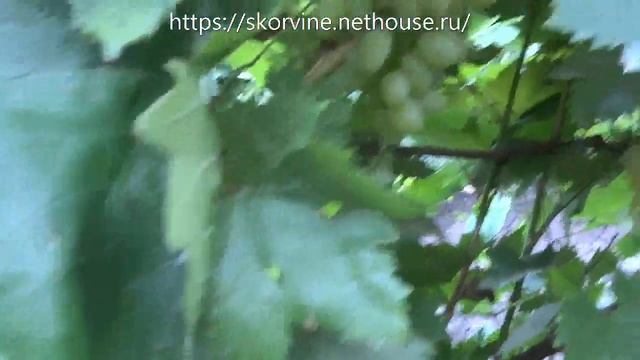 Сорта винограда Кишмиш столетие 2017 смотреть онлайн