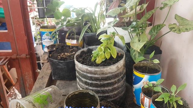UPDATE BASIL LUCKY BAMBOO IMPATIENS WISHBONE or TORENIA смотреть онлайн