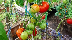 Сибирь. Обзор и дегустация томатов Череповец и Домашние сердца от Гонсиоровских.