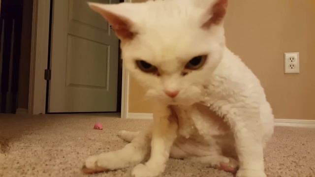 Talking Devon Rex смотреть онлайн
