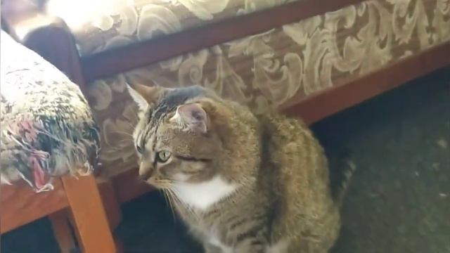💖😻Мирного и Тихого Всем Вечера от Красотулек Любимок 😻💖25.04.2022г.💖 смотреть онлайн