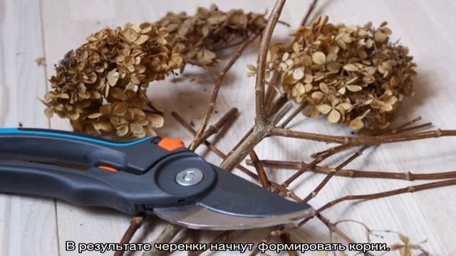 Гортензия Бомбшелл метельчатая — описание смотреть онлайн