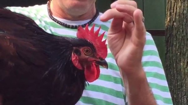 A Quick Overview of the Rhode Island Red Chicken! The real one.