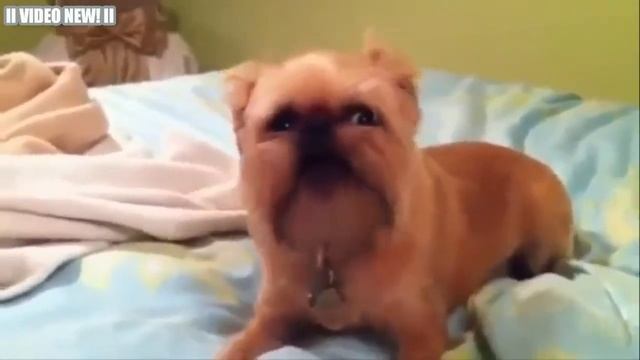 Забавные говорящие Собаки! Сборник. Говорящие собаки Видео! смотреть онлайн